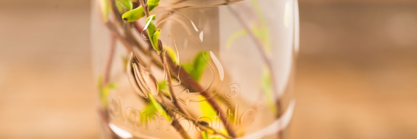 Plants grow inside Coca-Cola's PlantBottle.