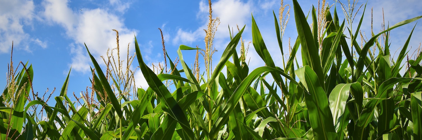 Corn stalks in front of a blue sky Corn stalks in front of a blue sky