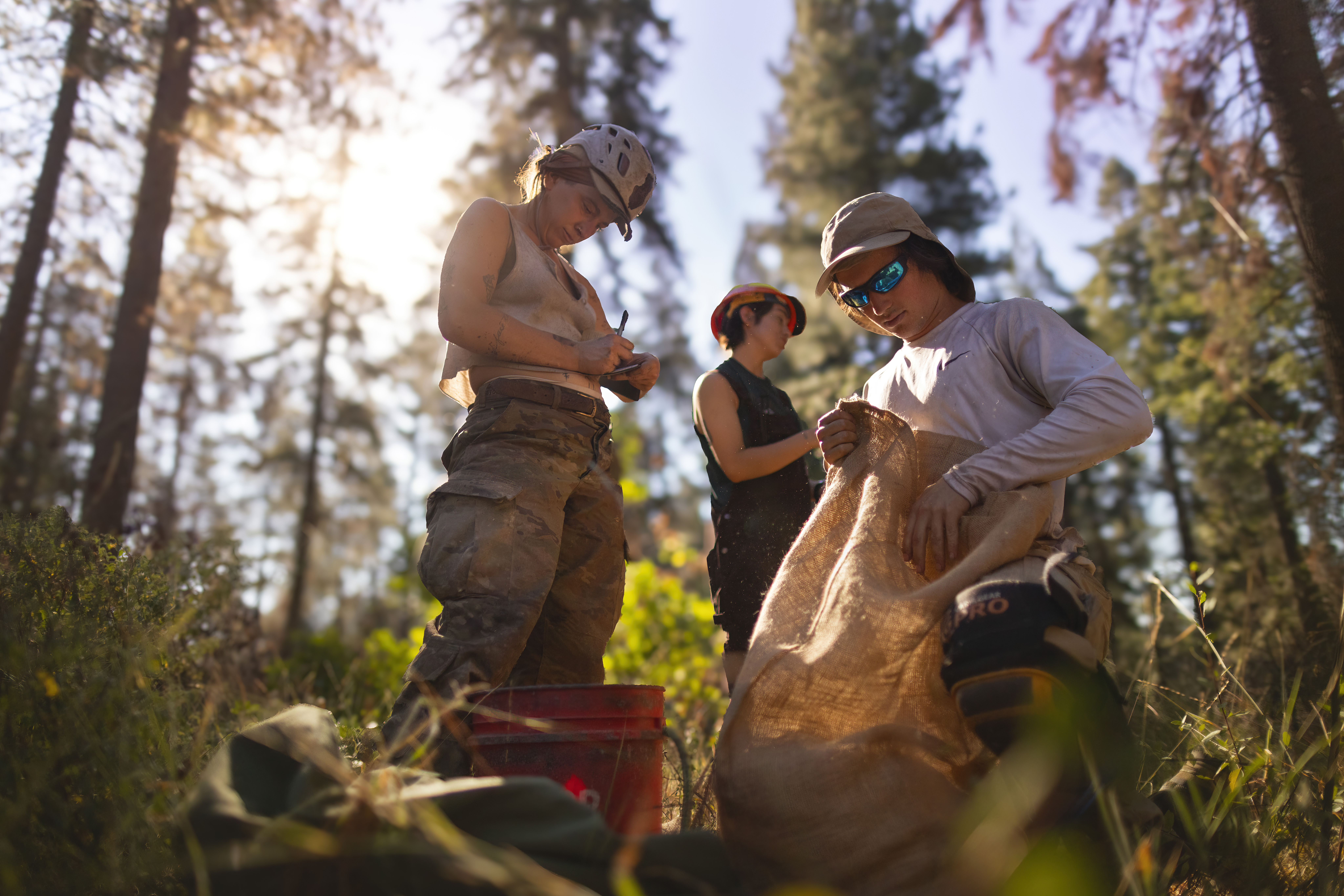 Tree climbing contractors gather cones that have been dropped by climbers in the Eldorado National Forest.