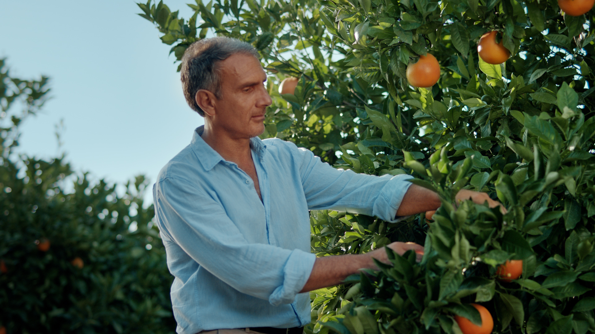 Man picking fruit off of a tree