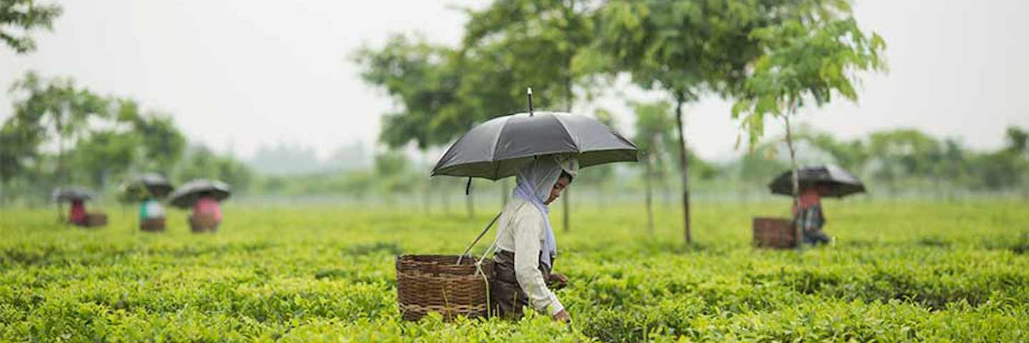 Women in a field carrying baskets and umbrellas Coca-Cola Morocco and UN Women, with support from The Coca-Cola Foundation, are aiming to build capacity and technical knowledge among women farmers.