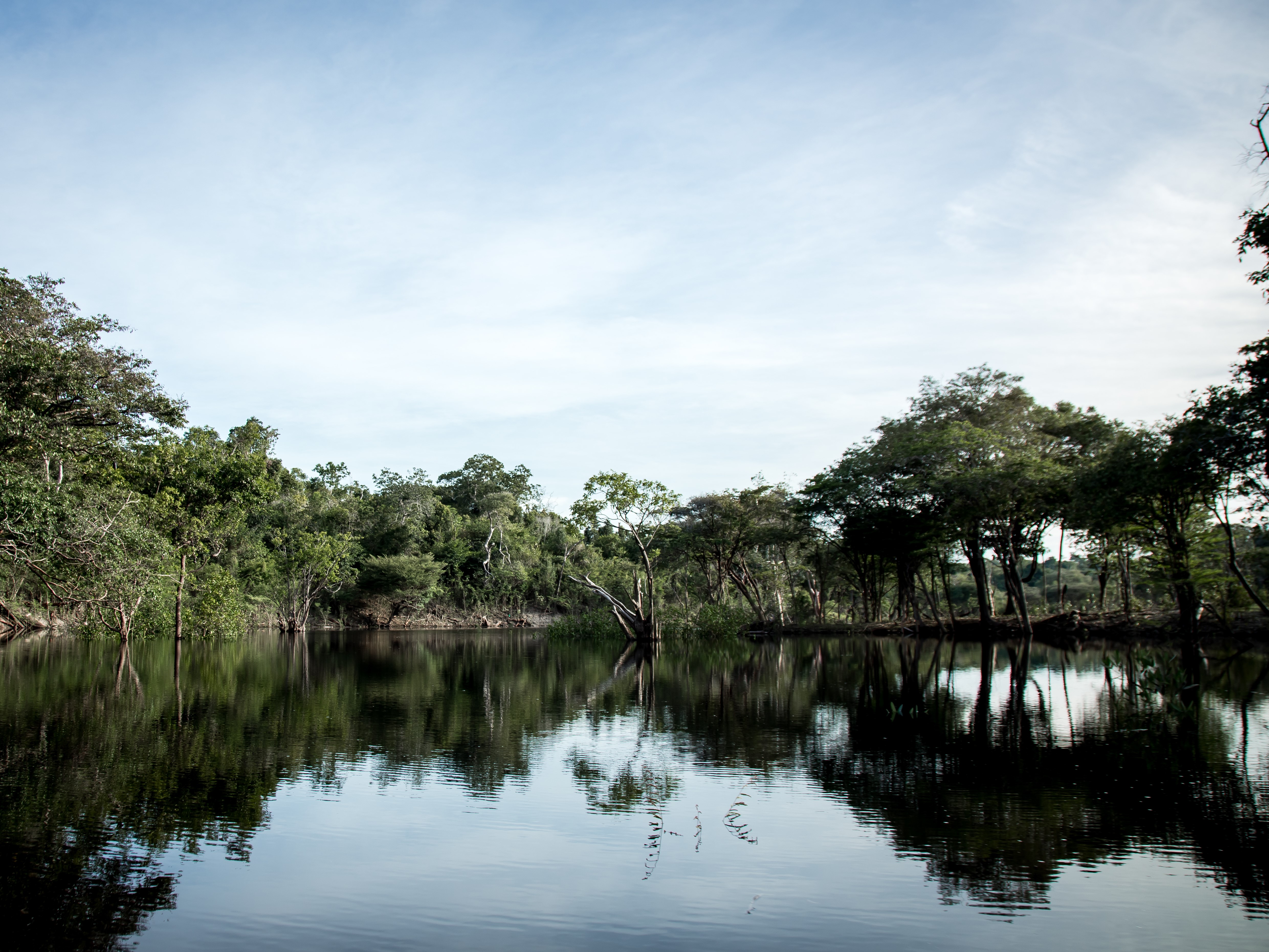 Forest and water landscape