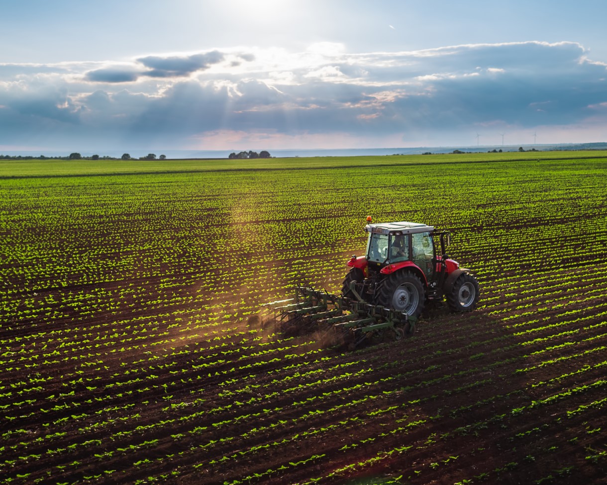 A tractor tills crops in a field with sunlit clouds and against a blue sky evening sky