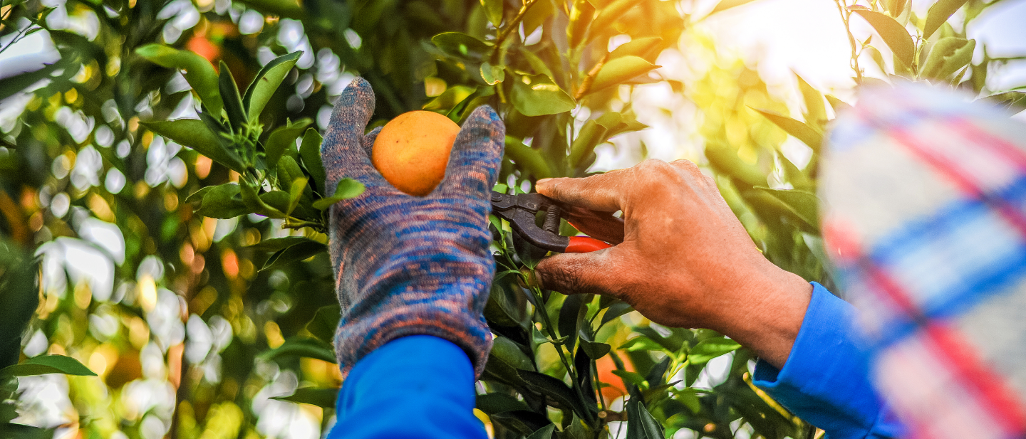 Empowering Citrus Farmers to Build More Resilient Futures