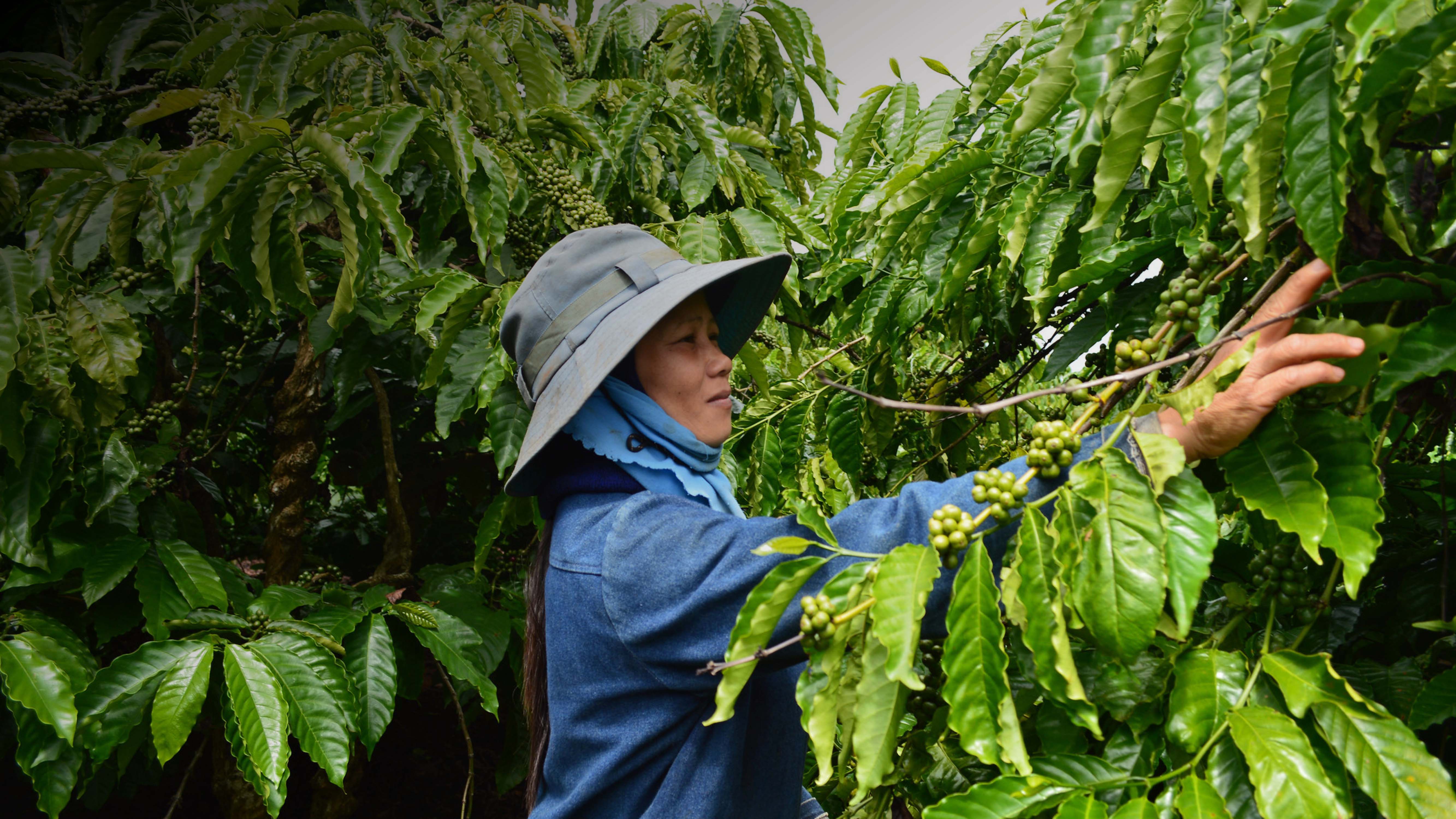 A women working with green crops