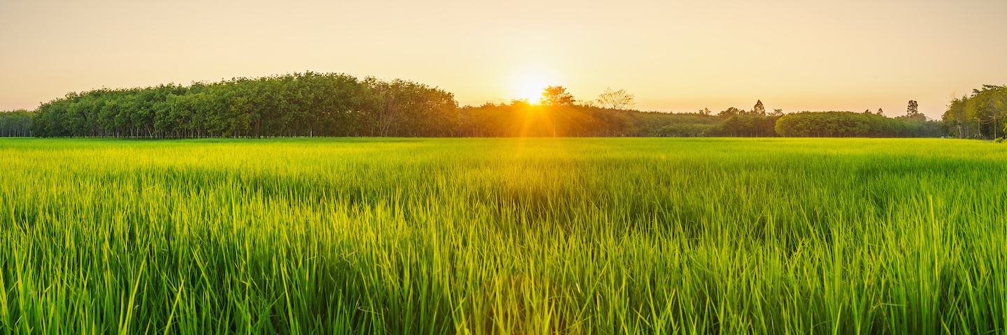 Grassy field at sunset