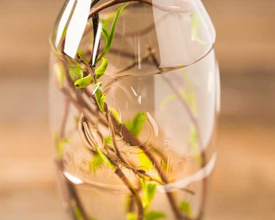 A clear, plant-based plastic bottle with a plant growing in it