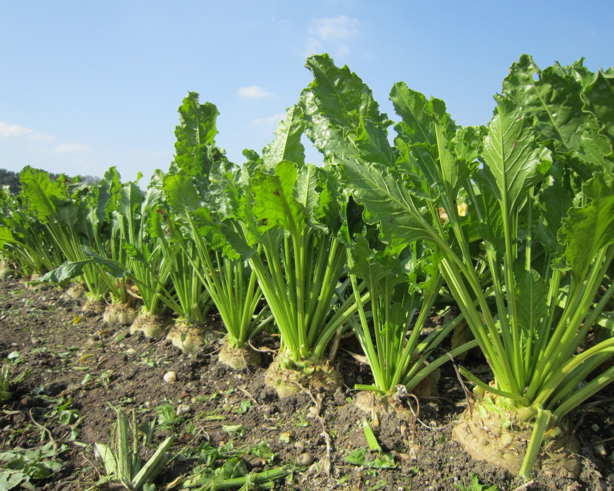 Green crops growing in a field