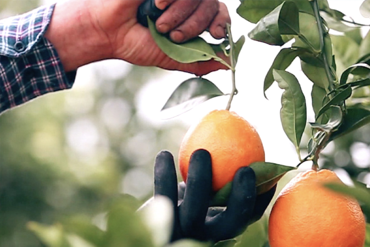 Agriculture